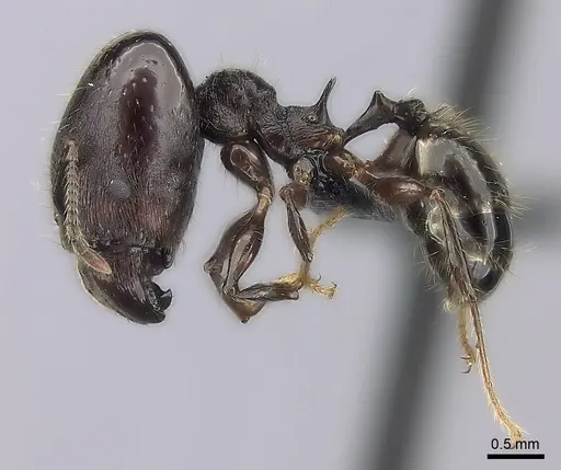 Pheidole scabrata specimen CASENT0043383 image casent0043383_3