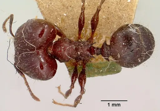 Pheidole scabrata specimen CASENT0101695 image casent0101695_1