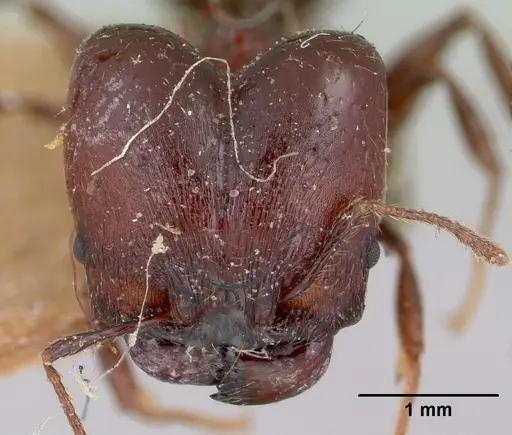 Pheidole scabrata specimen CASENT0101695 image casent0101695_2