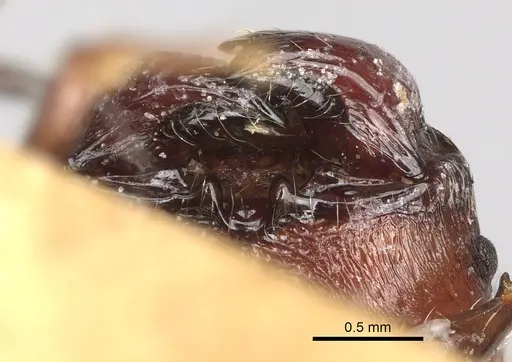 Pheidole scabrata specimen CASENT0101695 image casent0101695_3