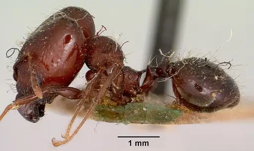 Pheidole scabrata specimen CASENT0101695 image casent0101695_4