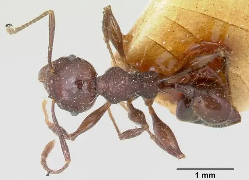 Pheidole scabrata specimen CASENT0101869 image casent0101869_1