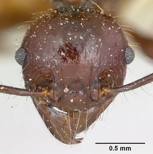 Pheidole scabrata specimen CASENT0101869 image casent0101869_2