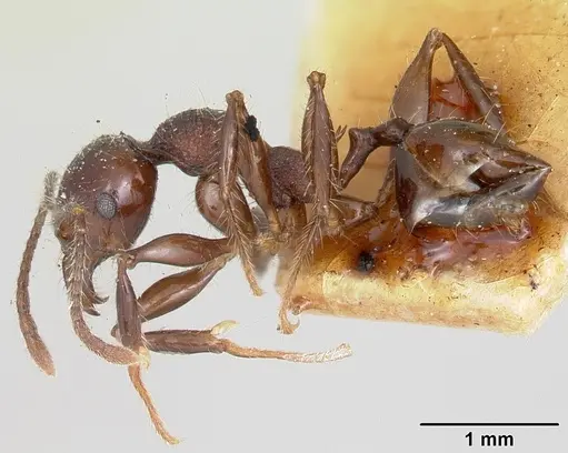 Pheidole scabrata specimen CASENT0101869 image casent0101869_3