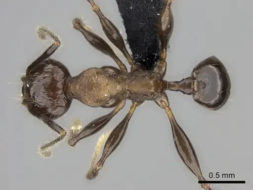 Pheidole scabrata specimen CASENT0135100 image casent0135100_1