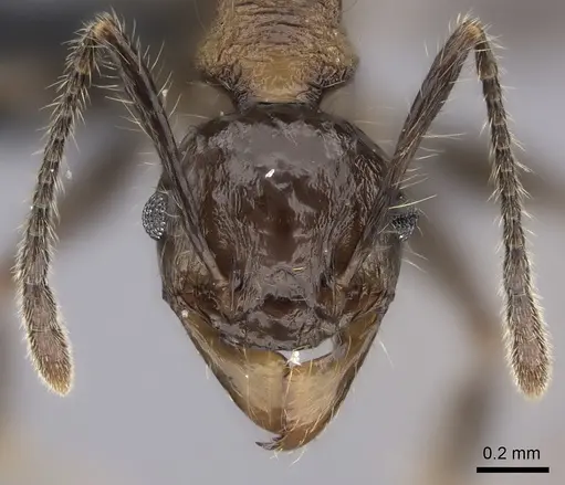Pheidole scabrata specimen CASENT0135100 image casent0135100_2
