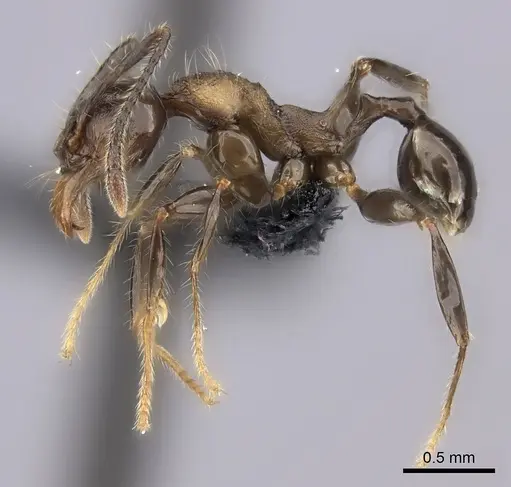 Pheidole scabrata specimen CASENT0135100 image casent0135100_3