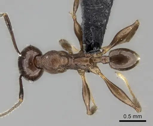 Pheidole scabrata specimen CASENT0198767 image casent0198767_1