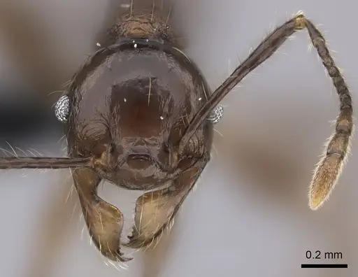 Pheidole scabrata specimen CASENT0198767 image casent0198767_2