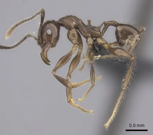 Pheidole scabrata specimen CASENT0198767 image casent0198767_3