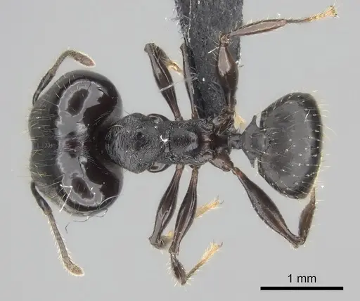 Pheidole scabrata specimen CASENT0235126 image casent0235126_1