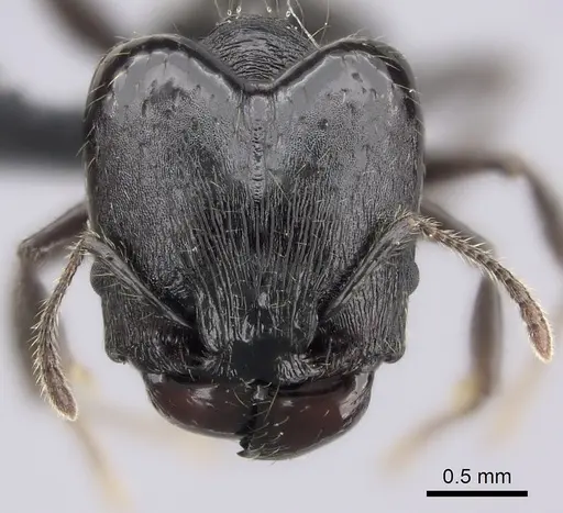 Pheidole scabrata specimen CASENT0235126 image casent0235126_2