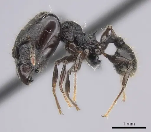 Pheidole scabrata specimen CASENT0235126 image casent0235126_3