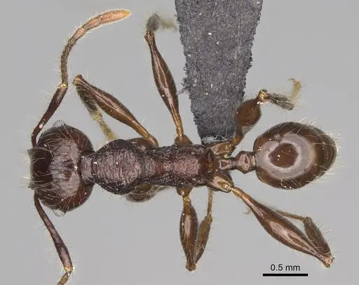 Pheidole scabrata specimen CASENT0496745 image casent0496745_1