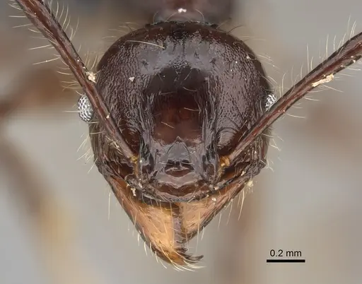 Pheidole scabrata specimen CASENT0496745 image casent0496745_2