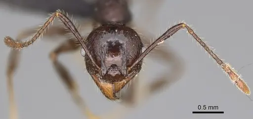 Pheidole scabrata specimen CASENT0496745 image casent0496745_3