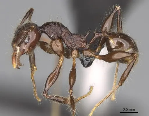 Pheidole scabrata specimen CASENT0496745 image casent0496745_4