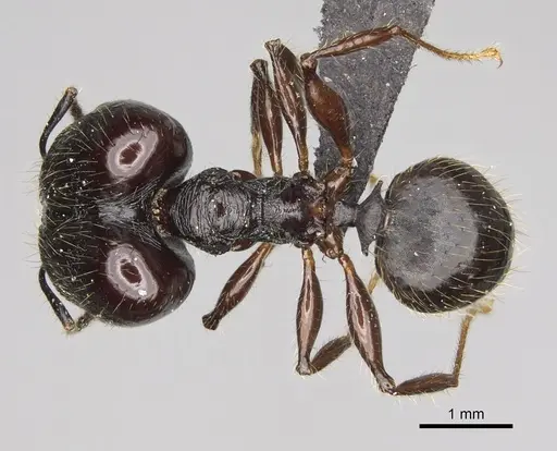 Pheidole scabrata specimen CASENT0496747 image casent0496747_1