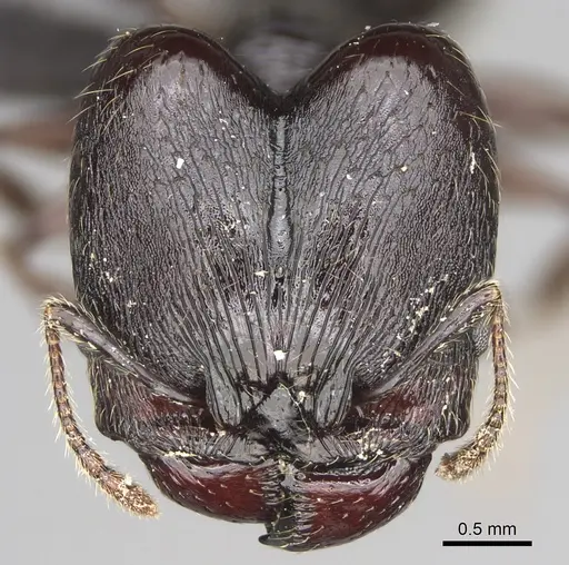 Pheidole scabrata specimen CASENT0496747 image casent0496747_2