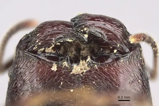 Pheidole scabrata specimen CASENT0496747 image casent0496747_3
