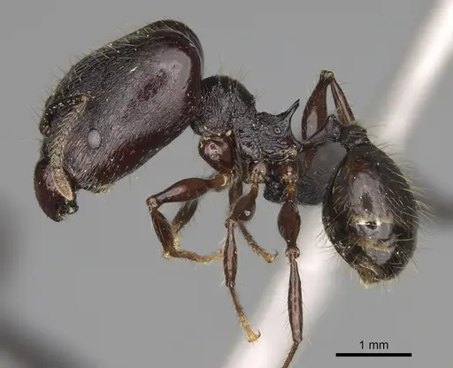 Pheidole scabrata specimen CASENT0496747 image casent0496747_4