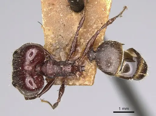 Pheidole scabrata specimen CASENT0923189 image casent0923189_1