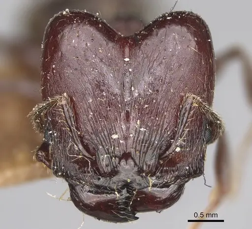 Pheidole scabrata specimen CASENT0923189 image casent0923189_2