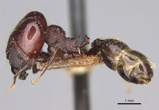 Pheidole scabrata specimen CASENT0923189 image casent0923189_4