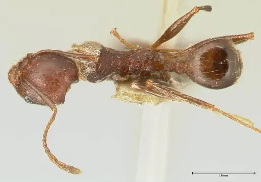 Pheidole scabriuscula specimen FOCOL1333 image focol1333_1