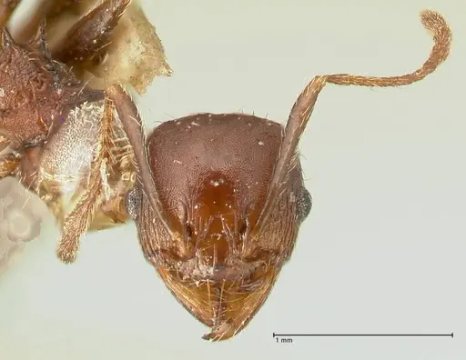 Pheidole scabriuscula specimen FOCOL1333 image focol1333_2