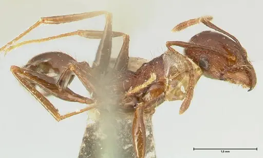 Pheidole scabriuscula specimen FOCOL1333 image focol1333_3
