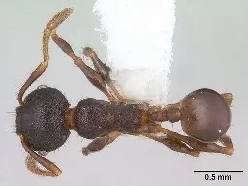 Pheidole scapulata specimen CASENT0178054 image casent0178054_1