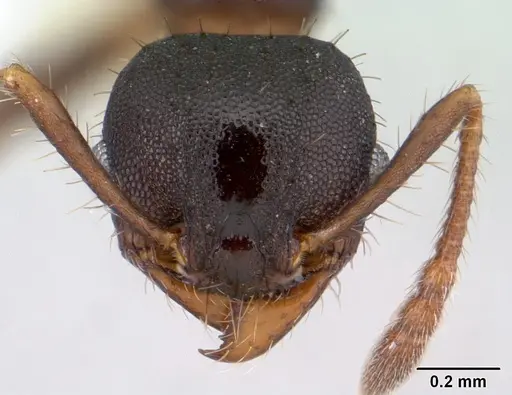 Pheidole scapulata specimen CASENT0178054 image casent0178054_2