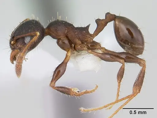 Pheidole scapulata specimen CASENT0178054 image casent0178054_3