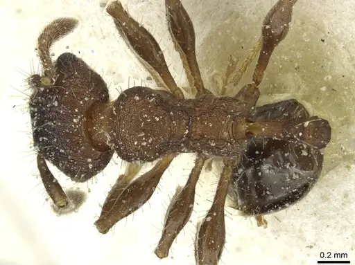 Pheidole scapulata specimen CASENT0913432 image casent0913432_1