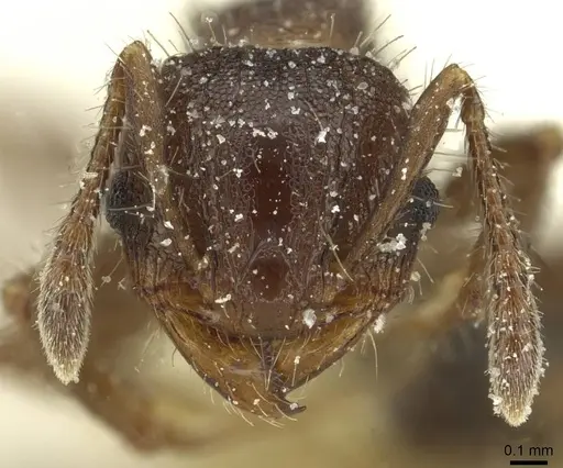 Pheidole scapulata specimen CASENT0913432 image casent0913432_2