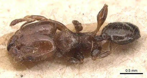 Pheidole schmalzi specimen CASENT0904430 image casent0904430_1