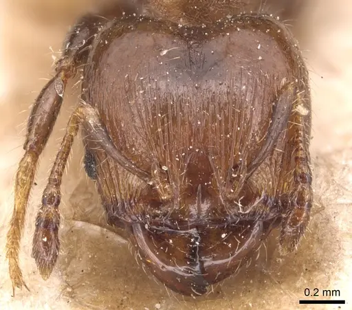 Pheidole schmalzi specimen CASENT0904430 image casent0904430_2