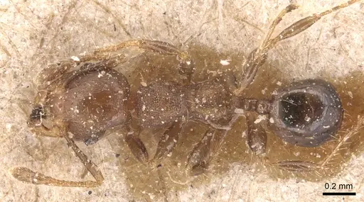 Pheidole schmalzi specimen CASENT0904431 image casent0904431_1