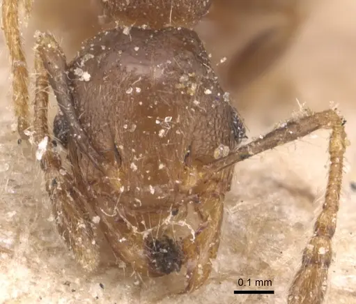 Pheidole schmalzi specimen CASENT0904431 image casent0904431_2