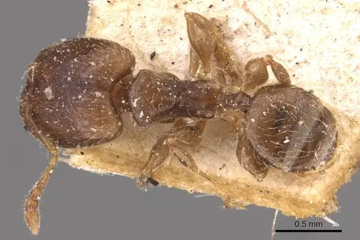 Pheidole schmalzi specimen CASENT0908265 image casent0908265_1