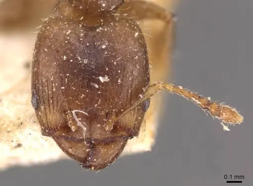 Pheidole schmalzi specimen CASENT0908265 image casent0908265_2