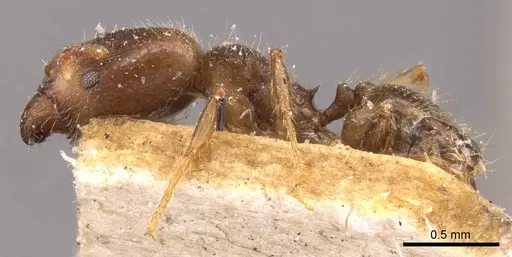 Pheidole schmalzi specimen CASENT0908265 image casent0908265_3