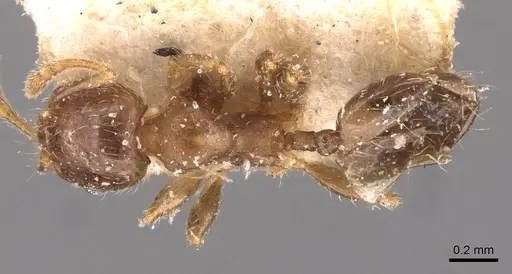 Pheidole schmalzi specimen CASENT0908266 image casent0908266_1