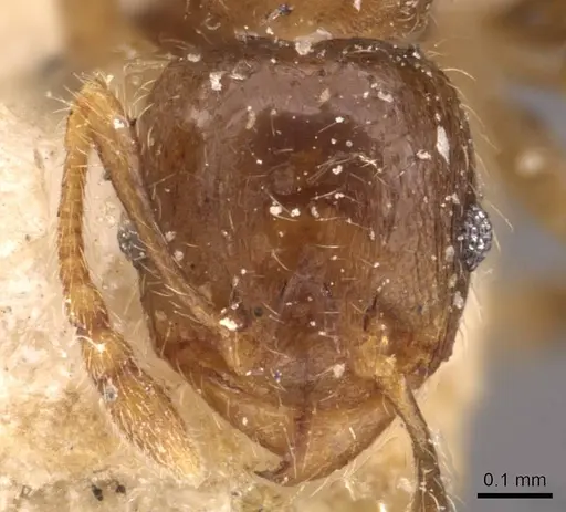 Pheidole schmalzi specimen CASENT0908266 image casent0908266_2