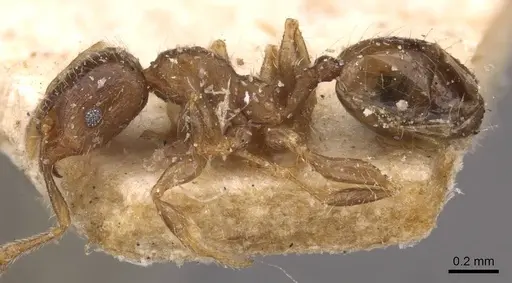 Pheidole schmalzi specimen CASENT0908266 image casent0908266_3