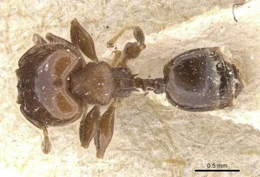 Pheidole schmalzi specimen CASENT0913412 image casent0913412_1