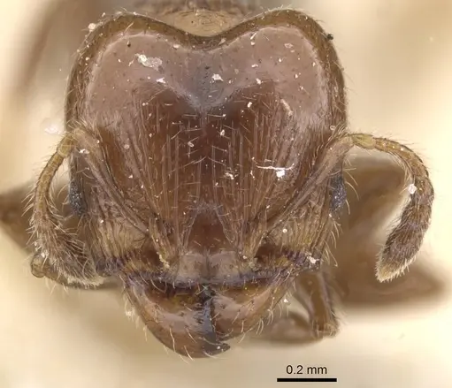 Pheidole schmalzi specimen CASENT0913412 image casent0913412_2