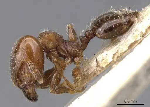 Pheidole schmalzi specimen CASENT0913412 image casent0913412_3