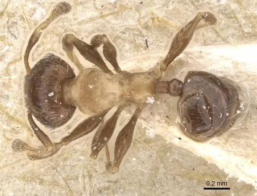 Pheidole schmalzi specimen CASENT0913413 image casent0913413_1